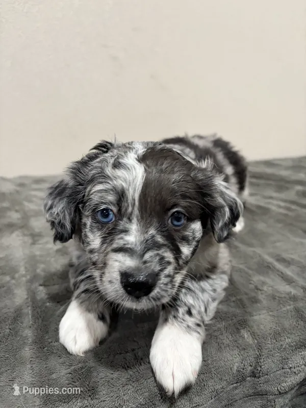 Opie  – Miniature Australian Shepherd puppy for sale in Wink, TX