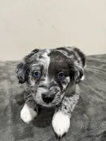 Opie , a female Miniature Australian Shepherd for sale in Wink, TX – 1 of 2