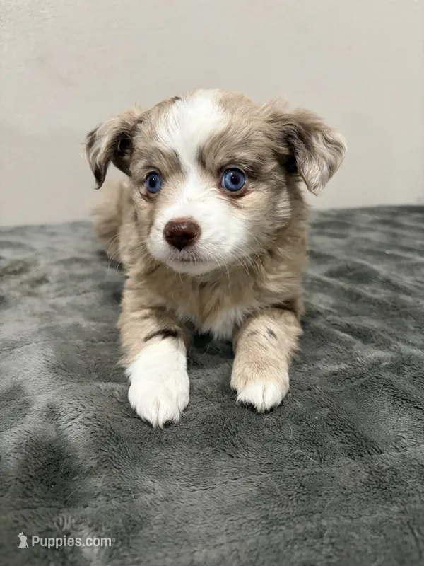 Little girl – Miniature Australian Shepherd puppy for sale in Wink, TX