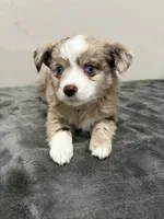 Little girl, a female Miniature Australian Shepherd for sale in Wink, TX – 1 of 2
