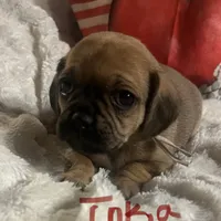 Inka, a female Puggle and Pug for sale in East Freetown, MA – Photo 2 of 2