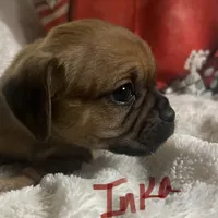 Inka, a female Puggle and Pug for sale in East Freetown, MA – Photo 1 of 2