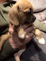 Indy, a male Puggle for sale in East Freetown, MA – Photo 2 of 4