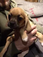 Indy, a male Puggle for sale in East Freetown, MA – Photo 4 of 4