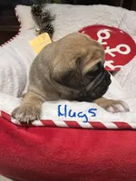 Hugs, a male Puggle for sale in East Freetown, MA – Photo 5 of 5