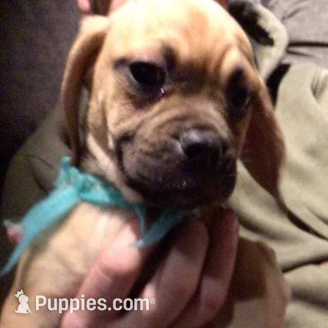 Hugs – Puggle puppy for sale in East Freetown, MA