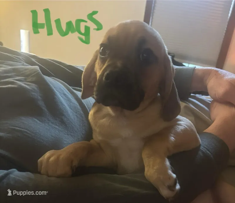 Hugs – Puggle puppy for sale in East Freetown, MA