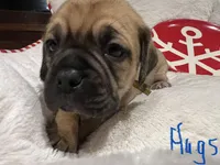 Hugs, a male Puggle for sale in East Freetown, MA – Photo 4 of 5