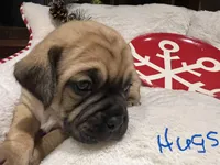 Hugs, a male Puggle for sale in East Freetown, MA – Photo 3 of 5