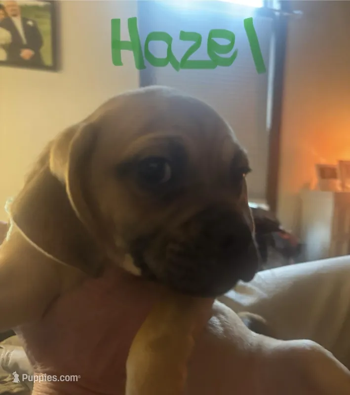 Hazel – Puggle puppy for sale in East Freetown, MA
