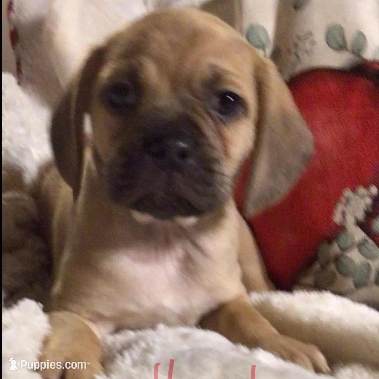 Hazel – Puggle puppy for sale in East Freetown, MA