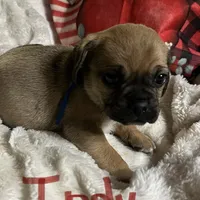 Indy, a male Puggle and Pug for sale in East Freetown, MA – Photo 2 of 3