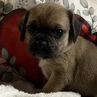 Indy, a male Puggle and Pug for sale in East Freetown, MA – Photo 1 of 3