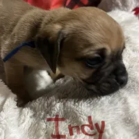 Indy, a male Puggle and Pug for sale in East Freetown, MA – Photo 3 of 3