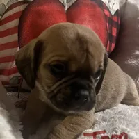 Ingo, a male Puggle and Pug for sale in East Freetown, MA – Photo 1 of 3