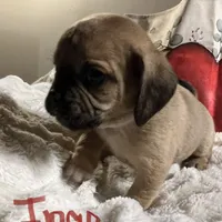 Ingo, a male Puggle and Pug for sale in East Freetown, MA – Photo 2 of 3