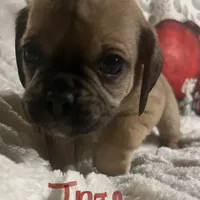 Ingo, a male Puggle and Pug for sale in East Freetown, MA – Photo 3 of 3