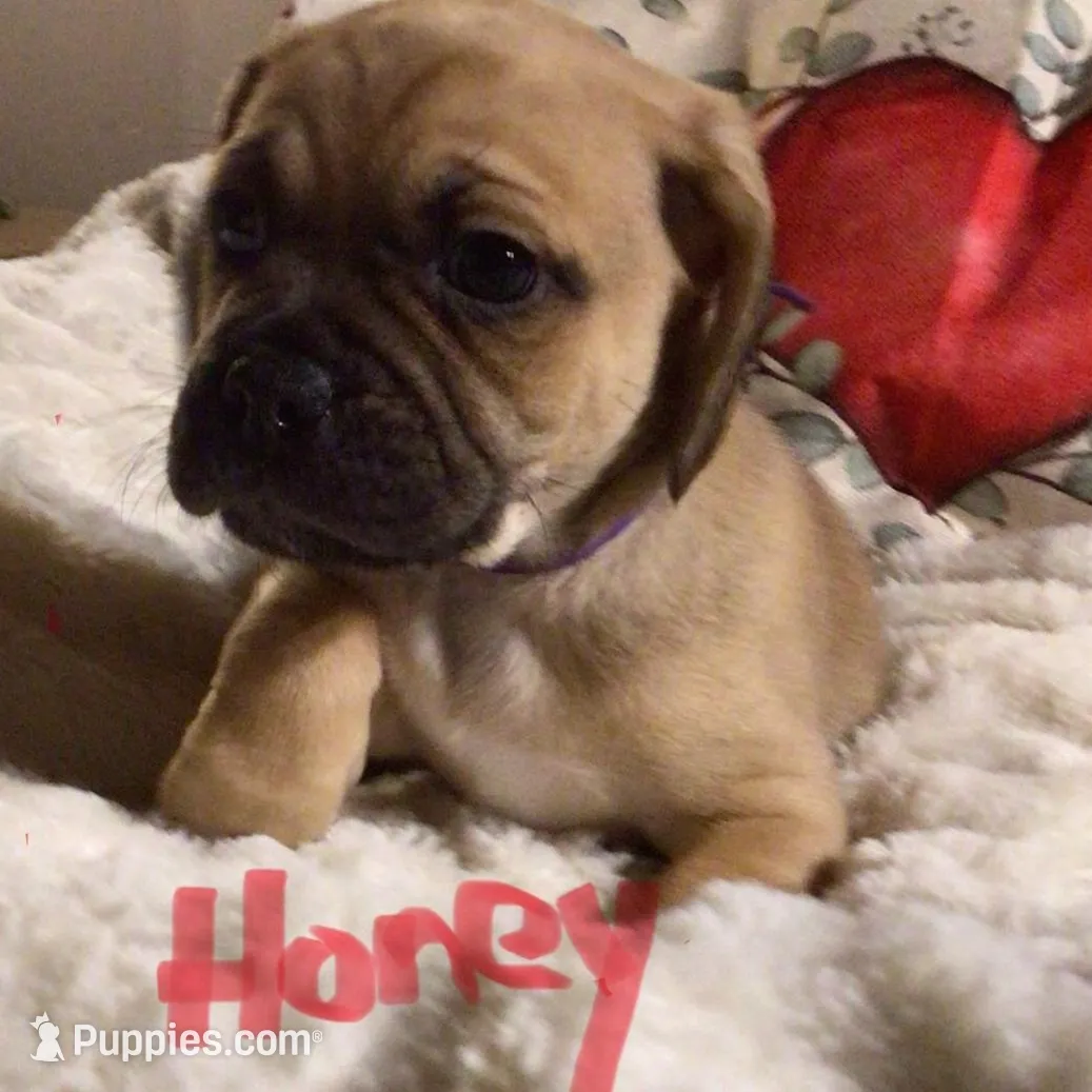 Honey, a female Puggle for sale in East Freetown, MA – Photo 1 of 1