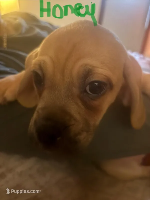 Honey – Puggle puppy for sale in East Freetown, MA