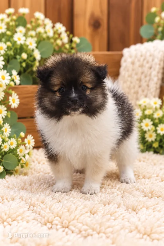 Benny  – Pomeranian puppy for sale in Spring Grove, IL
