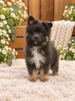 Mallie, a male Pomeranian for sale in Spring Grove, IL – 2 of 2