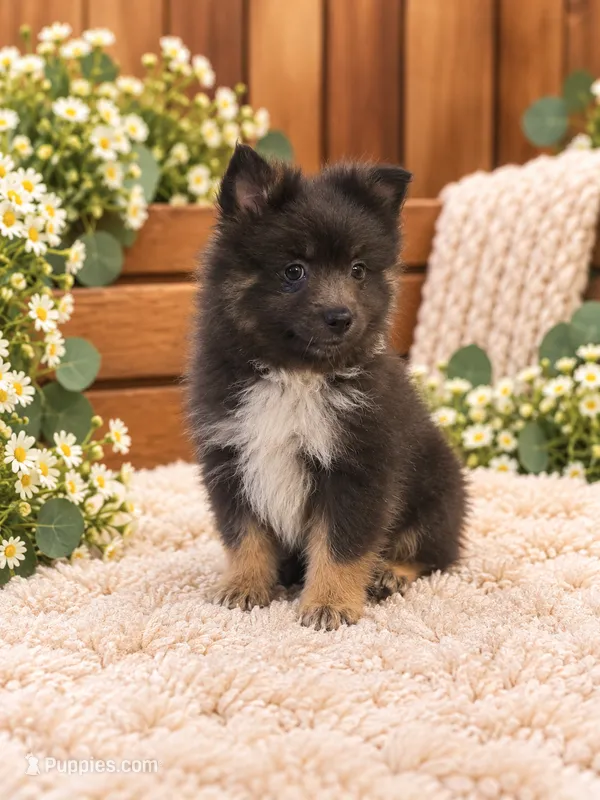 Mallie – Pomeranian puppy for sale in Spring Grove, IL