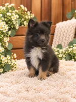 Mallie, a male Pomeranian for sale in Spring Grove, IL – 1 of 2
