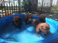 Little Grizzly  Girl, a female Chesapeake Bay Retriever for sale in Hudson, FL – 4 of 6