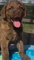 Little Grizzly  Girl, a female Chesapeake Bay Retriever for sale in Hudson, FL – 3 of 6