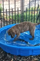 Little Grizzly  Girl, a female Chesapeake Bay Retriever for sale in Hudson, FL – 4 of 9
