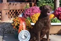 Little Grizzly  Girl, a female Chesapeake Bay Retriever for sale in Hudson, FL – 6 of 9
