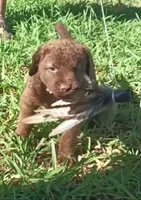 Little Grizzly  Girl, a female Chesapeake Bay Retriever for sale in Hudson, FL – 5 of 9