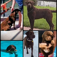 Wooly, a female Chesapeake Bay Retriever for sale in Hudson, FL – Photo 1 of 2