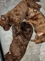 Little Boy blue , a male Chesapeake Bay Retriever for sale in Hudson, FL – 3 of 4