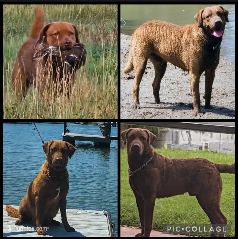 Little Grizzly  Girl – Chesapeake Bay Retriever puppy for sale in Hudson, FL