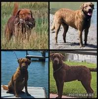 Little Grizzly  Girl, a female Chesapeake Bay Retriever for sale in Hudson, FL – 1 of 9