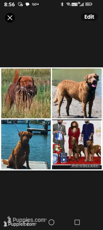 Little Grizzly  Girl – Chesapeake Bay Retriever puppy for sale in Hudson, FL