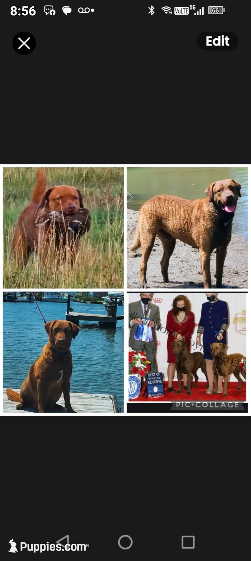 Little Grizzly  Girl, a female Chesapeake Bay Retriever for sale in Hudson, FL – 1 of 6