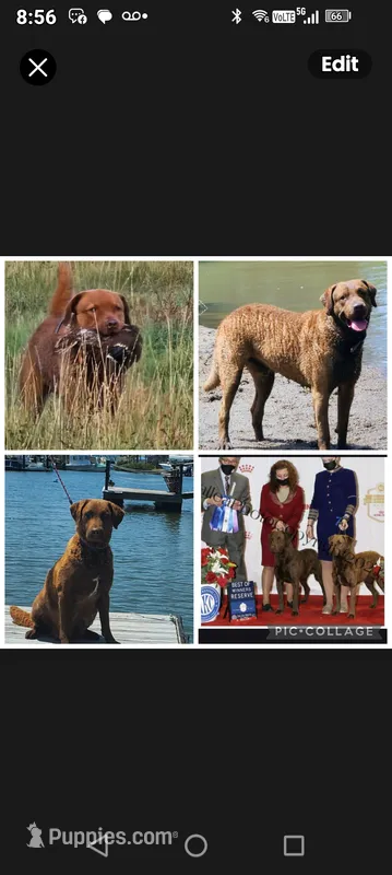 Little Boy blue  – Chesapeake Bay Retriever puppy for sale in Hudson, FL