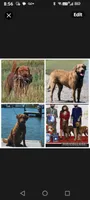 Little Boy blue , a male Chesapeake Bay Retriever for sale in Hudson, FL – 1 of 4