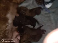 Little Boy blue , a male Chesapeake Bay Retriever for sale in Hudson, FL – 4 of 4