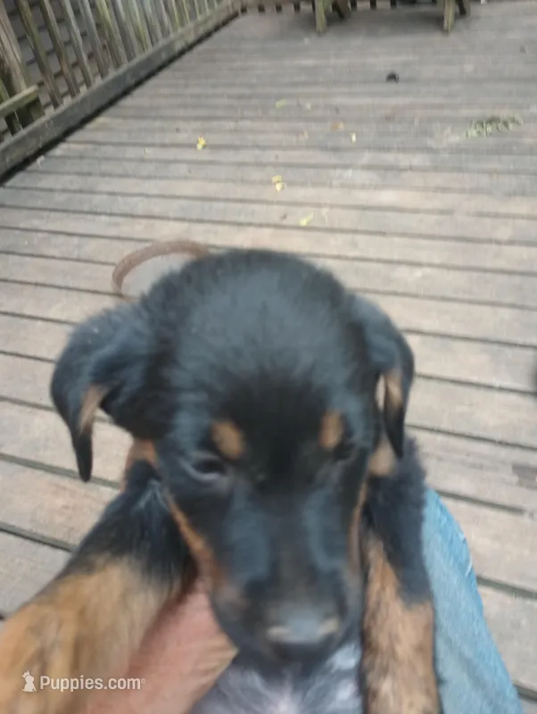 Betty – Austrian Black and Tan Hound, Labrador Retriever puppy on hold in Eldred, IL
