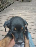 Betty, a female Austrian Black and Tan Hound and Labrador Retriever for sale in Eldred, IL – 1 of 1