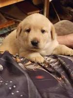 Buttercup, a female Labrador Retriever for sale in Eldred, IL – Photo 2 of 9