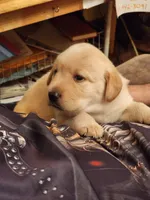 Buttercup, a female Labrador Retriever for sale in Eldred, IL – Photo 1 of 9