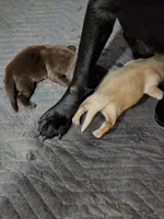 Buttercup, a female Labrador Retriever for sale in Eldred, IL – Photo 5 of 9