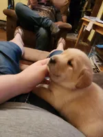 Buttercup, a female Labrador Retriever for sale in Eldred, IL – Photo 3 of 9