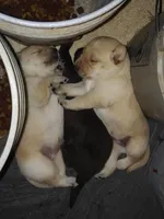 Buttercup, a female Labrador Retriever for sale in Eldred, IL – Photo 8 of 9