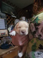 Buttercup, a female Labrador Retriever for sale in Eldred, IL – Photo 7 of 9