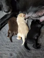 Buttercup, a female Labrador Retriever for sale in Eldred, IL – Photo 6 of 9